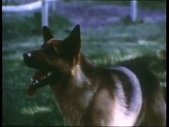 Vintage Porno Movies